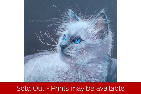Ragdoll Baby Original Pastel Painting